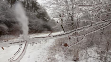 Eine-Nahaufnahme-Mehrerer-Äste,-Die-Direkt-über-Einem-Waldweg-Hängen-Und-Aufgrund-Des-Gefrierenden-Regens-Mit-Eis-Und-Eiszapfen-Bedeckt-Sind