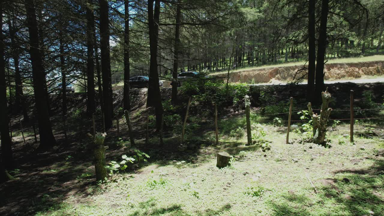 cruzando el bosque junto a los árboles