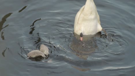 Schwan-Mit-Cygnets-Auf-Der-Flussfütterung