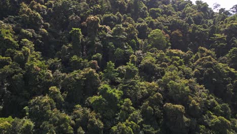 Bosque-Mixto-Verde-Denso-Selva-Selva-Tropical-Primigenia-Iluminada-Por-El-Sol