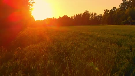 Vuelo-De-Drones-A-Nivel-Del-Suelo-Sobre-Un-Prado-Verde-Al-Lado-De-Un-Bosque-Con-Luz-De-Amanecer-Frente-A-él