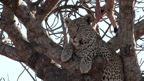 close-up of lone leopard in tree surveying surroundings intently