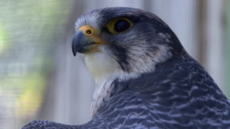 head and face of falcon in close-up profile as it looks for prey