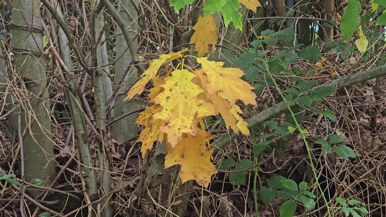 Golden oak leaves swaying in the breeze – tranquil autumn foliage