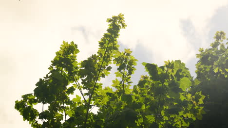 Ramas-Llenas-De-Hojas-Verdes-Y-Frescas-Ondeando-Suavemente-En-El-Viento