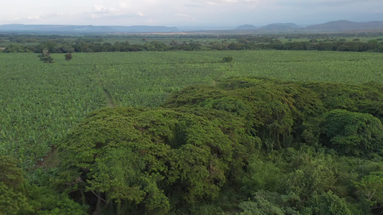 바나나 농장 위로 공중 앞으로 쐈어. 도미니카 공화국