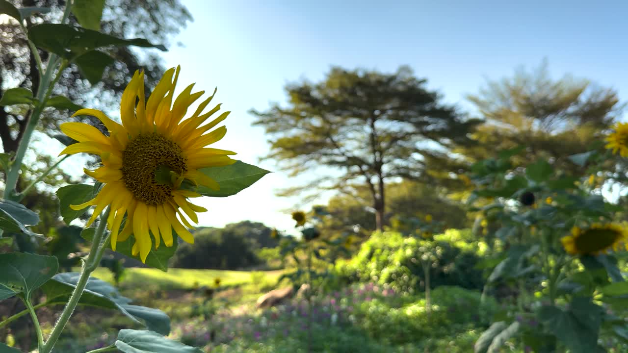 girasol balanceándose suavemente en un paisaje pintoresco