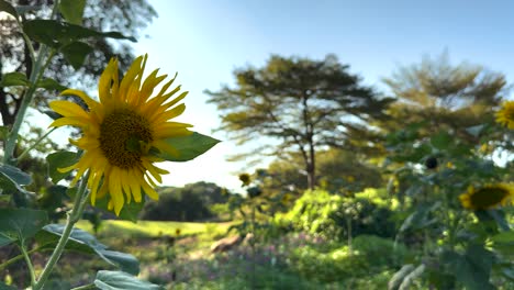 sunflower swaying gently in a scenic landscape