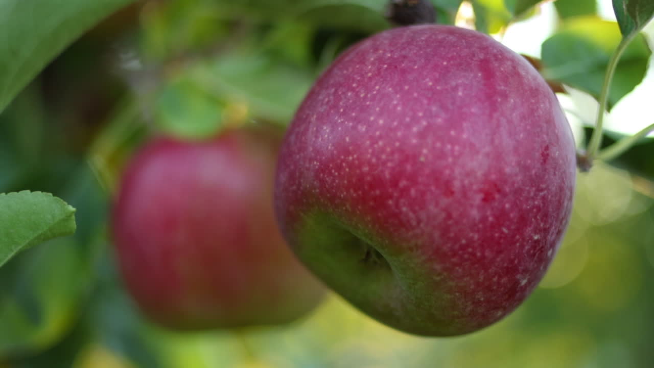 흑인 아프리카인의 손에 의해 즙이 많은 빨간 사과가 선택되고 있습니다.