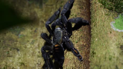 tarántula tigre del sol por la noche