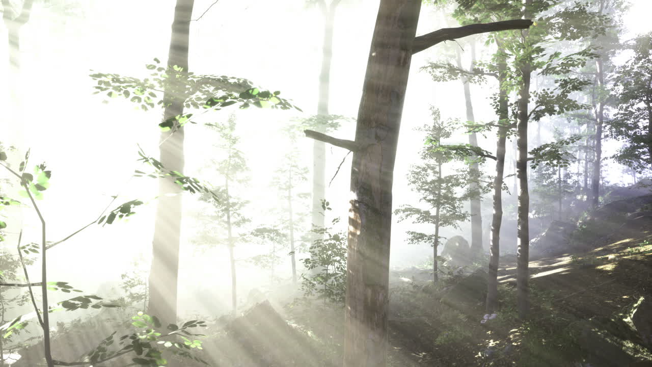 Emerging sunlight illuminates a serene forest landscape at dawn