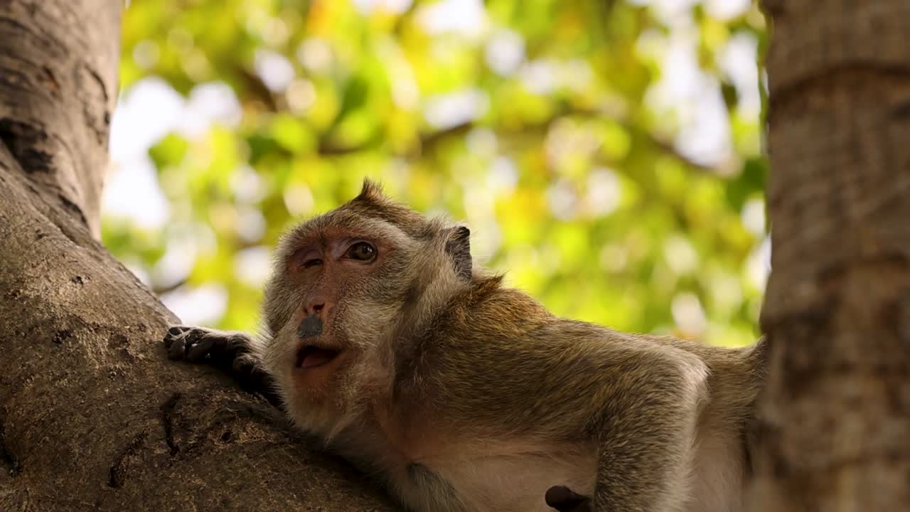 Un macaque rhésus repose paisiblement sur une grande branche, se réveillant et regardant autour de lui.