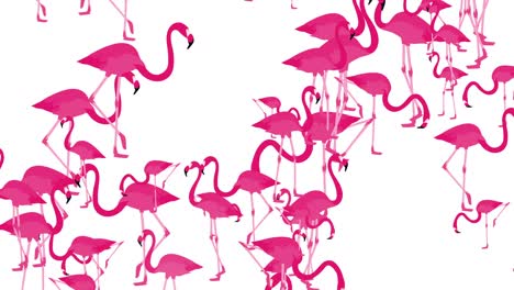 surreal and minimal fancy flamingos[loop]