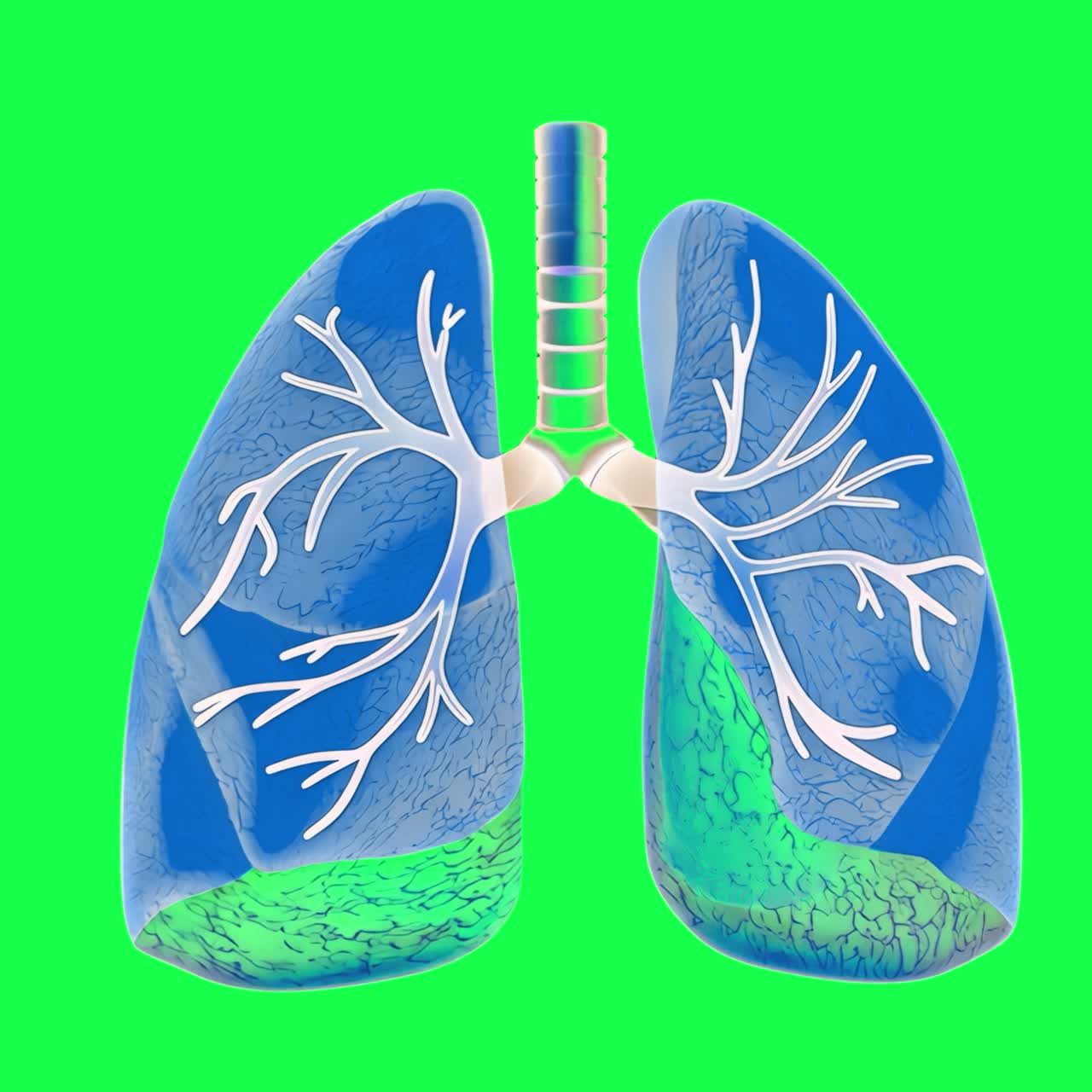 Blue human lungs animation, transparent 4K video, green screen