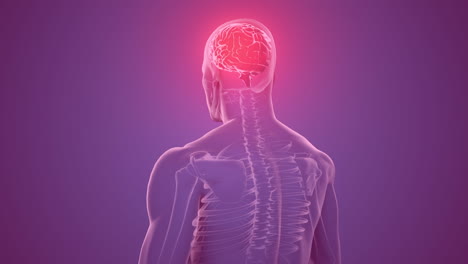 animación del cerebro hecha de escrituras tecnológicas sobre un modelo giratorio del cuerpo humano
