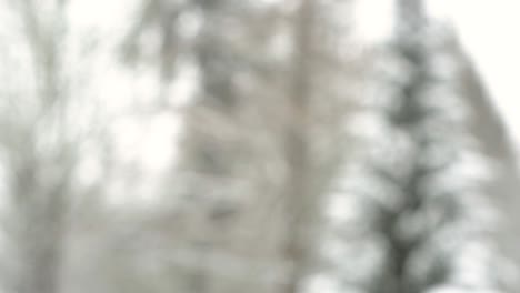 Blurred-background-plate-of-snow-falling-against-forest-landscape