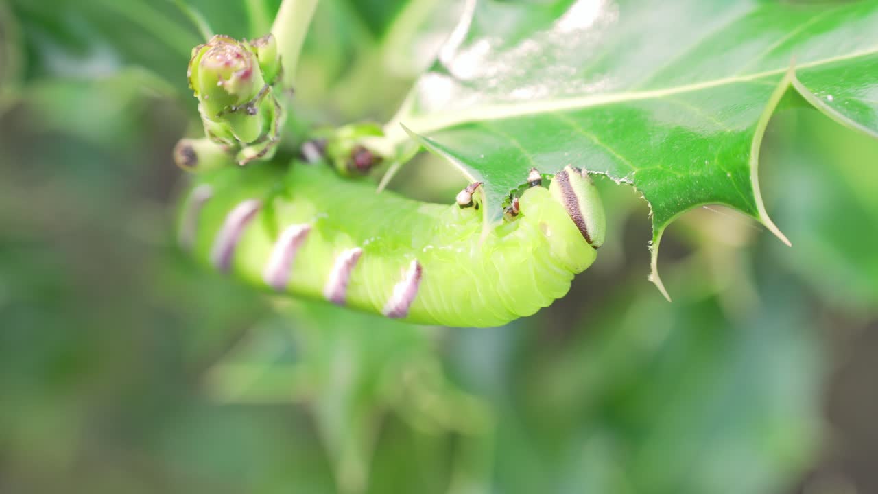 The Sphinx ligustri Caterpillar eating a leave, timelapse