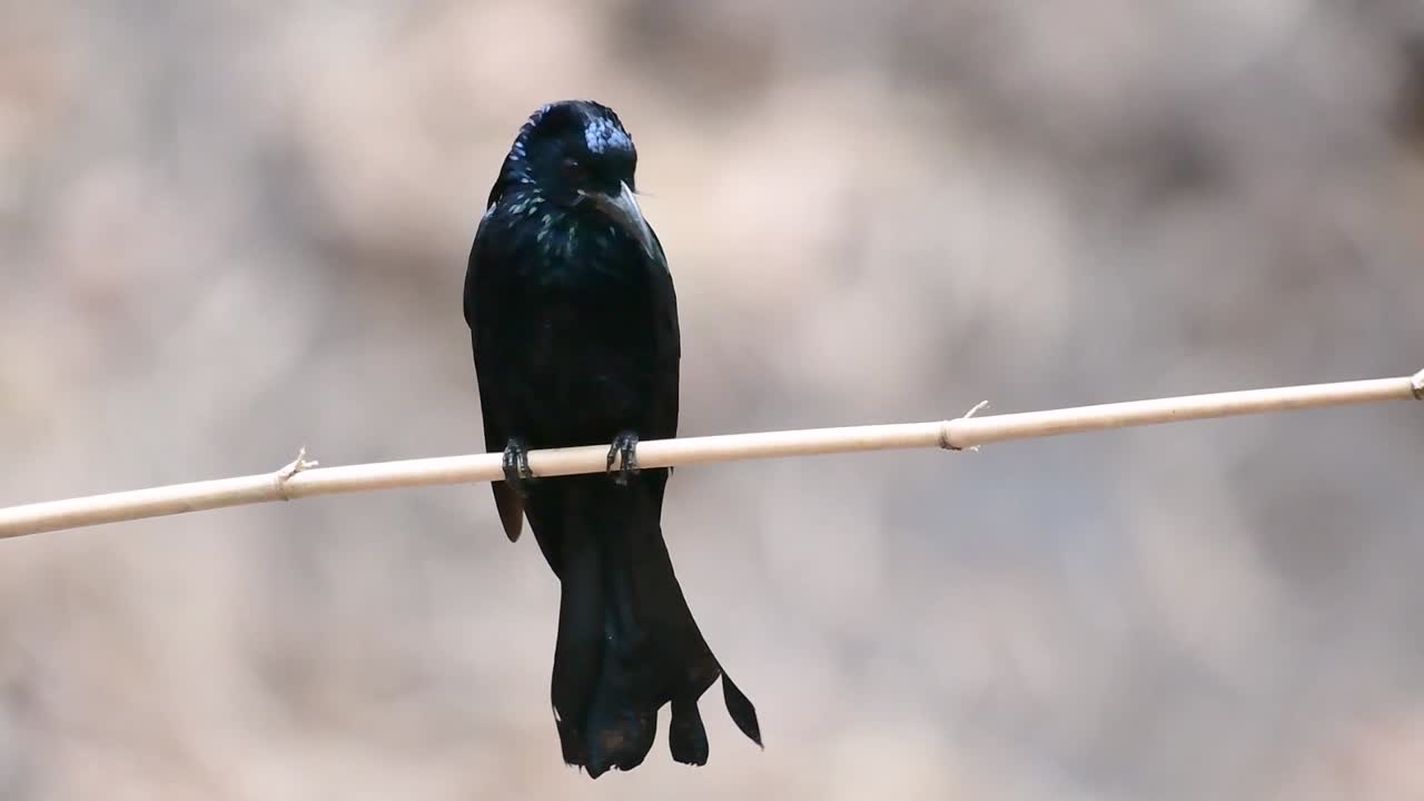 el drongo con cresta de pelo o es un ave en asia de la familia dicruridae que era conespecífico con dicrurus bracteatus o drongo con lentejuelas en el que puede ser difícil diferenciar entre sí