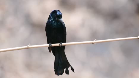 Der-Haarhauben-Drongo-Oder-Ist-In-Asien-Ein-Vogel-Aus-Der-Familie-Der-Dicruridae,-Der-Mit-Dicrurus-Bracteatus-Oder-Spangled-Drongo-Konspezifisch-War,-Bei-Dem-Es-Schwierig-Sein-Kann,-Ihn-Voneinander-Zu-Unterscheiden