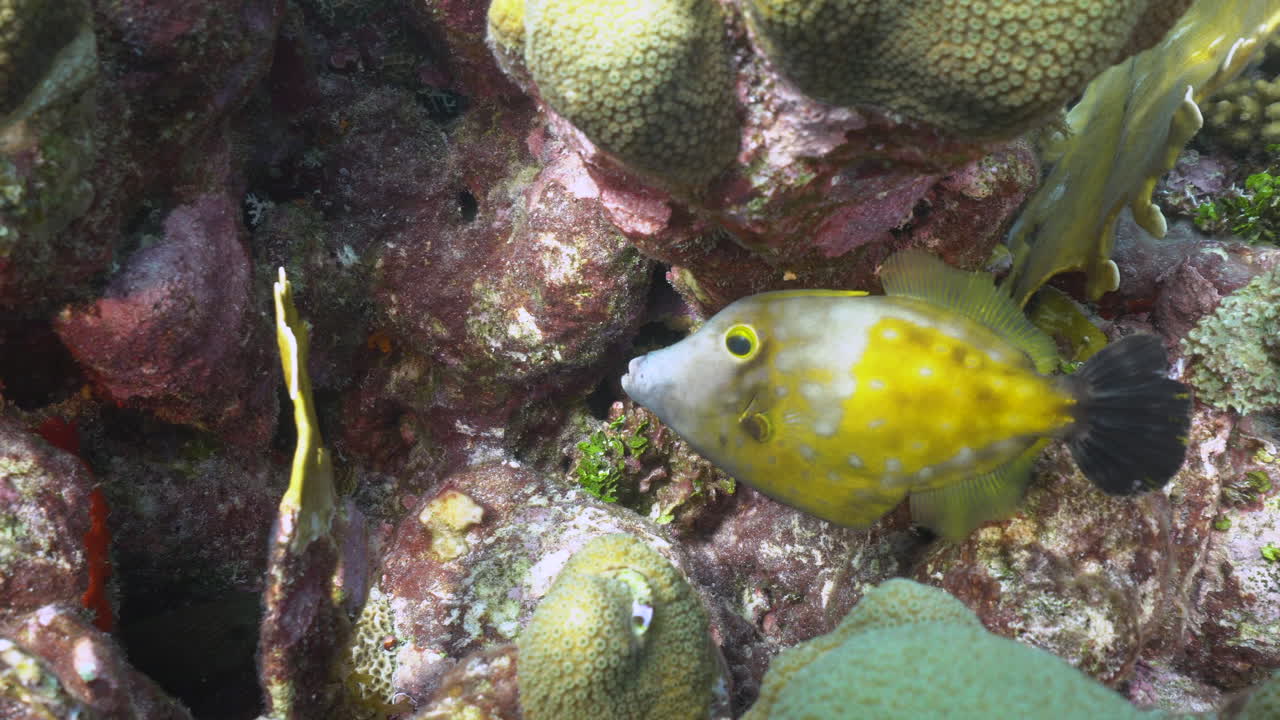 Un pesce lima maculato bianco fluttua tra il colorato corallo caraibico