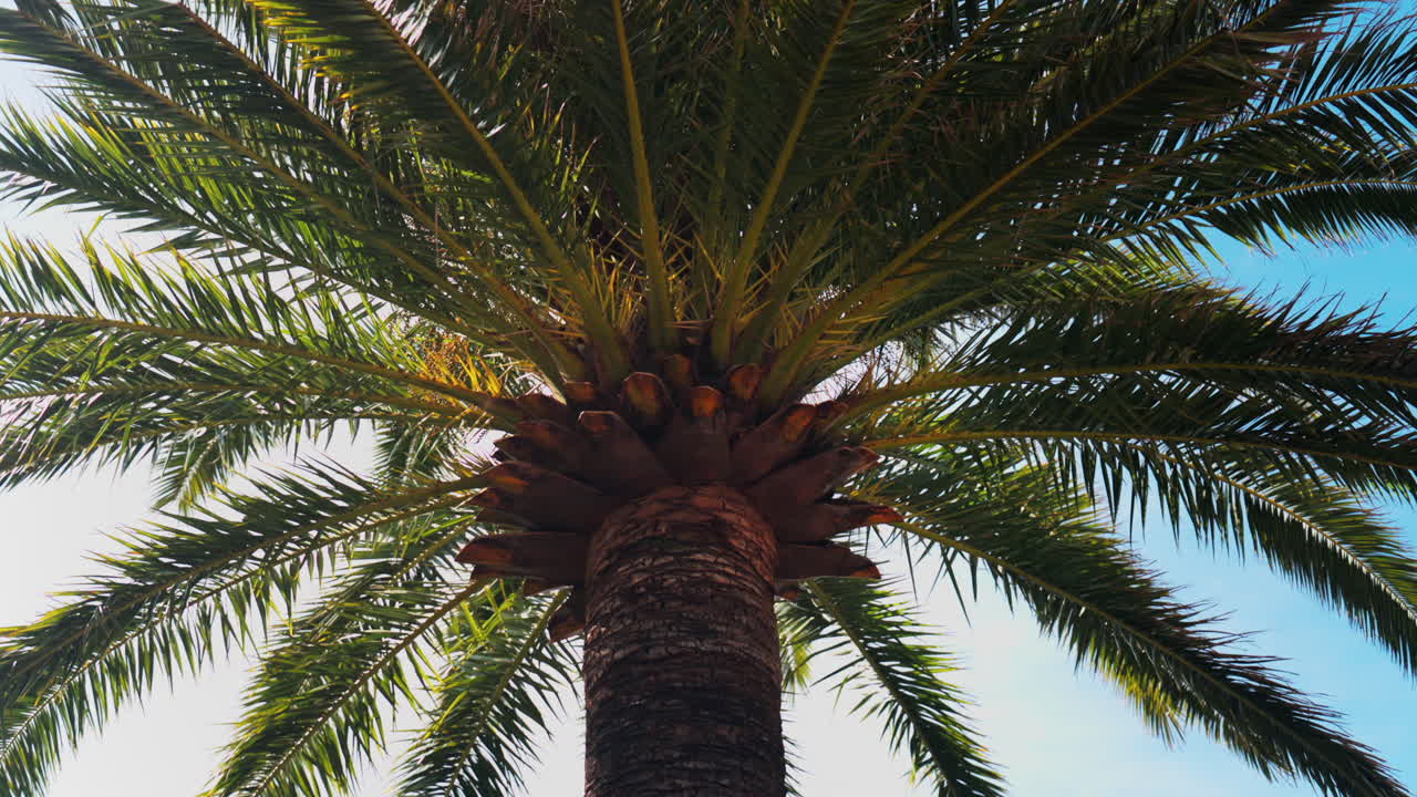 Low angle view of a palm tree in sunlight with the sky on the background