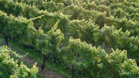 Antena-Lenta-De-Hileras-De-Uvas,-Viña-Para-La-Vinificación