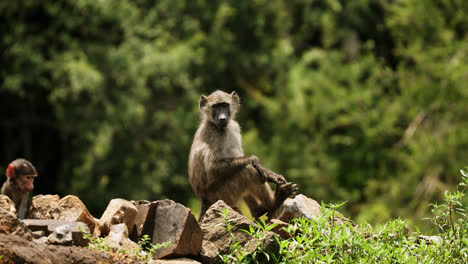 two baboons relax together on a rocky outcrop in the lush surroundings of madikwe game reserve, showcasing their natural behavior in the wild.