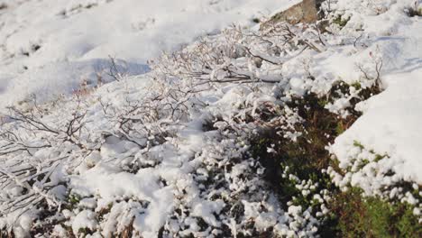 Un-Primer-Plano-De-Los-Arbustos-Bajos-Cubiertos-De-Nieve,-Musgo-Y-Liches-En-La-Tundra