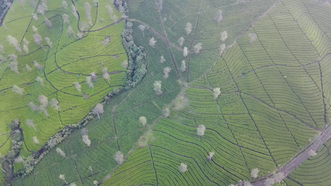 vista aérea de alta altitud de arriba hacia abajo de la plantación de té verde en la mañana brumosa
