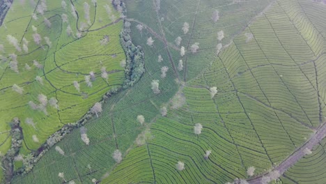 aerial high altitude top down view of green tea plantation in the foggy morning