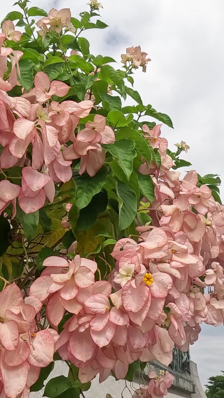 Time-lapse of a flowering tree against cloudy sky