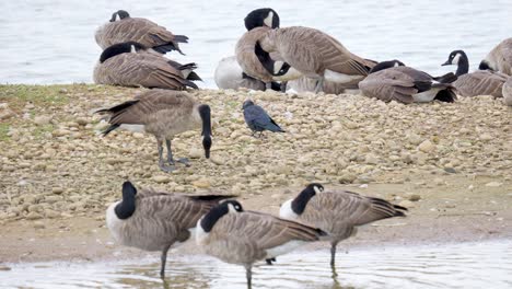 canada goose in its natural environment canada goose, flock of geese on a spring lake, uk