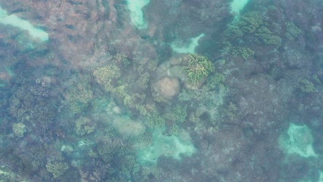 agua de mar cristalina con impresionante sistema de arrecifes de coral bajo la superficie, aérea