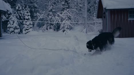 Funny-Alaskan-Malamute-Is-Running-Back-And-Forth-While-Tying-Outside-In-Snowscape