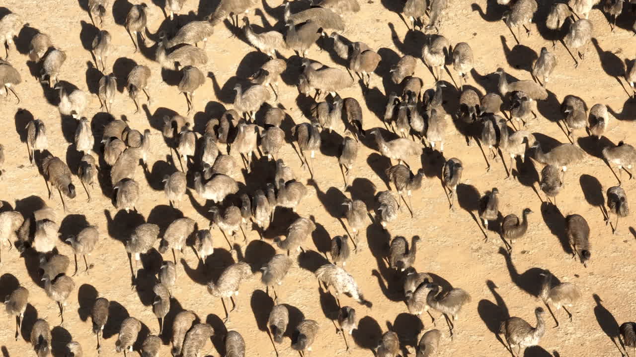 Aerial: Drone shot of juvenile hundreds of emus together in Australia