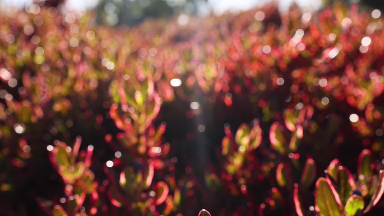 Leaves glistening in sunlight in a garden