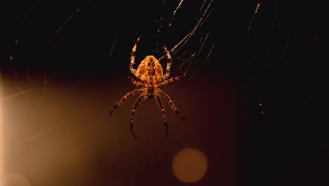 primer plano zoom de una araña en su red esperando presa en la oscuridad frente a una ventana con luz cálida y un fondo borroso con bokeh