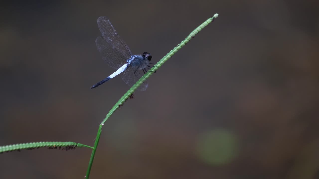 visto posado en una brizna de hierba que se mueve con el viento, vuela hacia atrás y regresa, ayudante de estanque, aethriamanta gracilis, tailandia