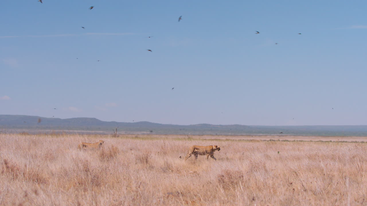 Extreme wide pan shot of cheetahs walking as barn swallows fly about