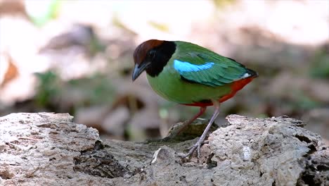 Kommt-Häufig-In-Südostasien-Vor-Und-Ist-Ein-Recht-Freundlicher-Vogel