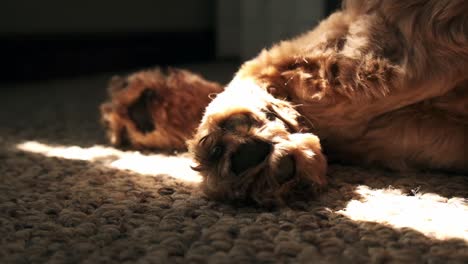 hairy dog paw closeup lying asleep in morning sunlight from living room window slow pull back