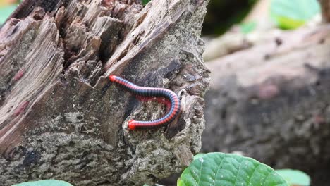 Millipedes-in-ground--..