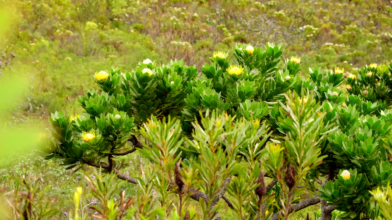 Leucospermum cordifolium pincushion bush in fynbos mountain terrain, Hermanus