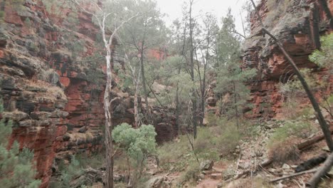 Reverse-dolly-reveal-of-Alligator-Gorge-through-gum-tree-canopy,-Mount-Remarkable-National-Park,-South-Australia