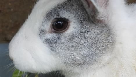 Close-up-of-cute-rabbit-feeding-on-vegetable