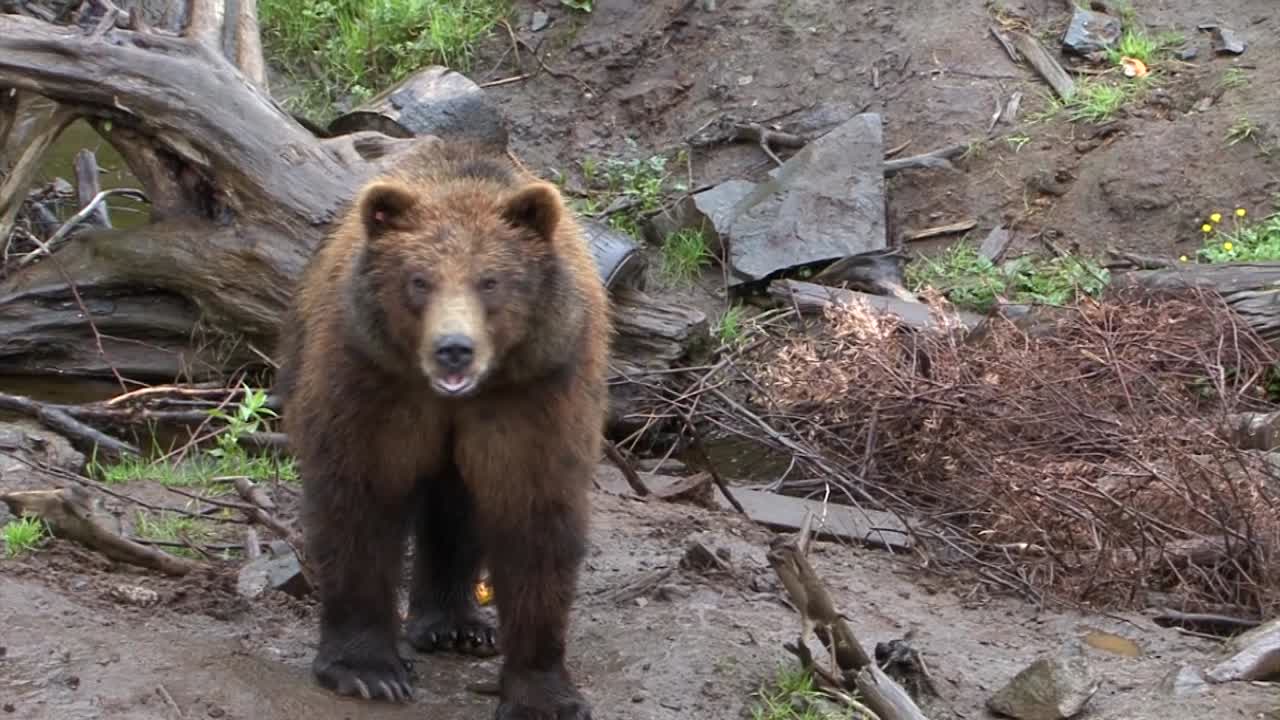 Orso nero arrabbiato che respira pesantemente