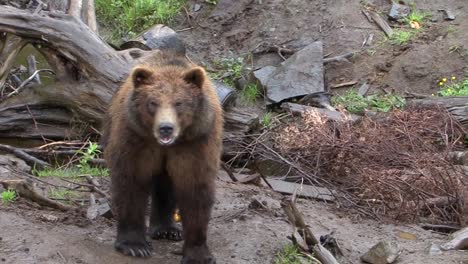 black bear getting angry and breathing heavily