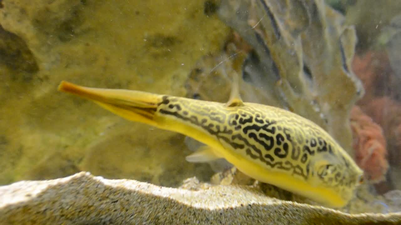 aquarium with fishes