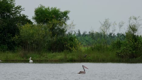 Some-Spot-billed-Pelicans-Pelecanus-philippensis-are-wading,-an-individual-flew-by,-and-a-purple-heron-is-waiting-for-some-fish-to-catch-at-a-pond-in-Nakhon-Nayok-province-in-Thailand