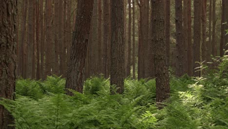 sunlight shining down on ferns in a forest scene